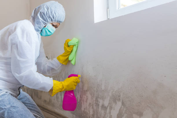 Best Mold Prevention Services in Saltville, VA